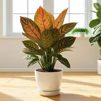 Aglaonema