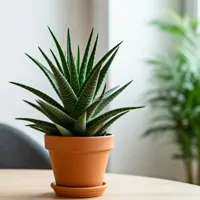 Aloes zwyczajny
