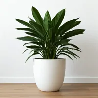 Aspidistra