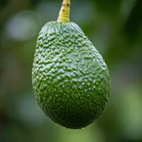 Awokado