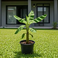 Bananowiec