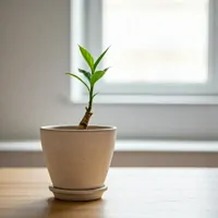 Baobab