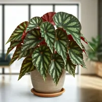 Begonia
