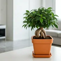 Bonsai