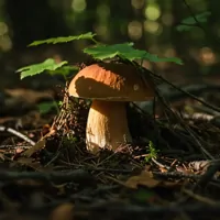 Borowik usiatkowany