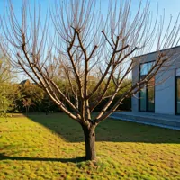 Brzoskwinia