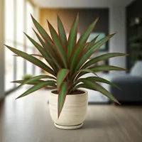 Dracena