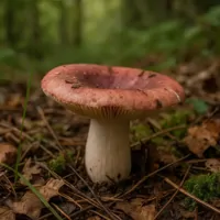 Gołąbek wyborny