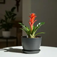 Guzmania