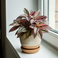 Hypoestes