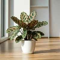 Kalatea