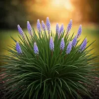 Liriope