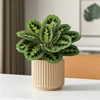Maranta