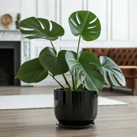Monstera