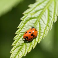Naturalna ochrona: Biedronki