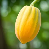 Papaja