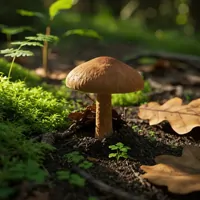 Podgrzybek brunatny