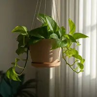 Epipremnum