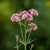 Thalictrum