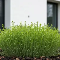 Rzeżucha ogrodowa