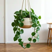 Scindapsus