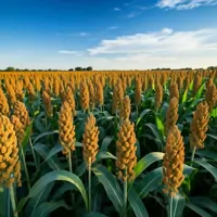 Sorgo