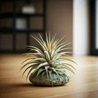 Tillandsia – oplątwa
