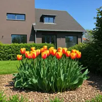 Tulipany