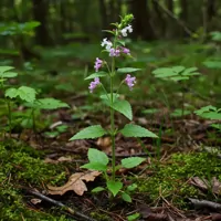 Wierzbownica drobnokwiatowa