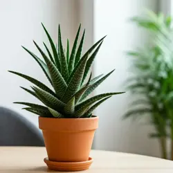 Aloes zwyczajny