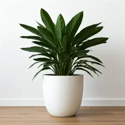 Aspidistra