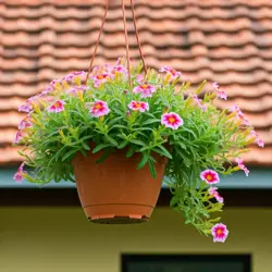 Bakopa