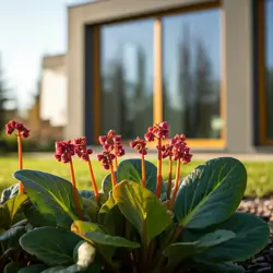 Bergenia