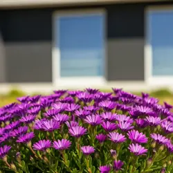 Delosperma