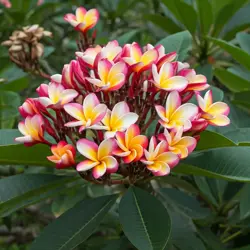 Frangipani