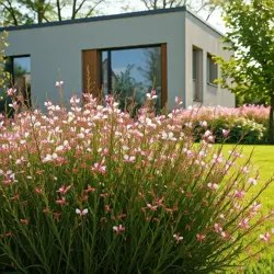 Gaura