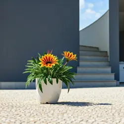 Gazania
