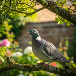 Gołąb w ogrodzie
