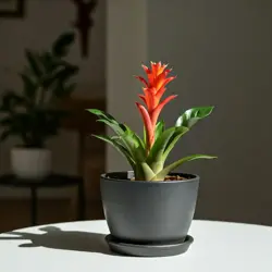Guzmania