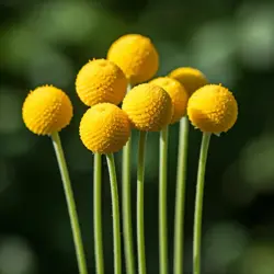 Kraspedia