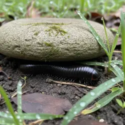 Krocionóg w ogrodzie