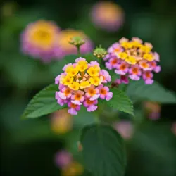 Lantana