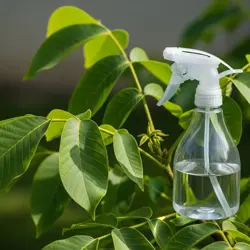 Liść orzecha jako naturalny pestycyd