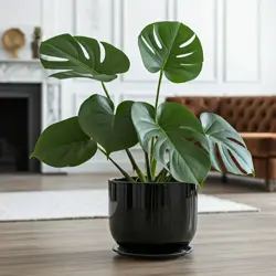 Monstera