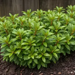 Pachysandra