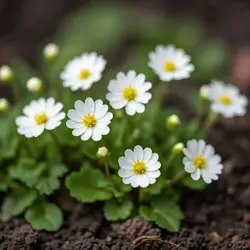 Piaskownica