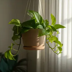 Epipremnum
