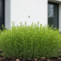 Rzeżucha ogrodowa