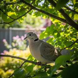 Sierpówka w ogrodzie