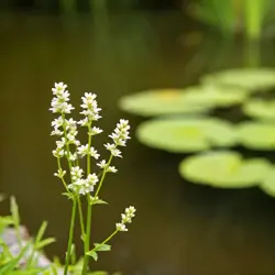 Tiarella